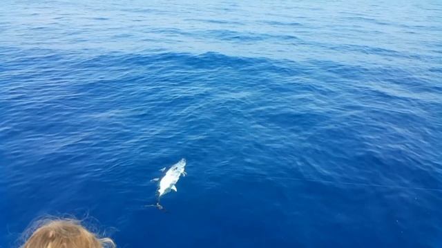 Красавчик тунец. Рыбалка в Хорватии смотреть онлайн