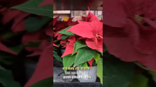 Red #christmas  plant Poinsettias, Euphorbia pulcherrima #shorts