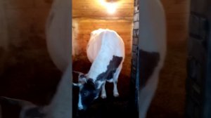 Корова перед отелом