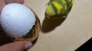 Яйцо дракона своими руками. Разве не красота?