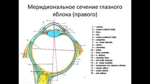 Клиническая анатомия органа зрения