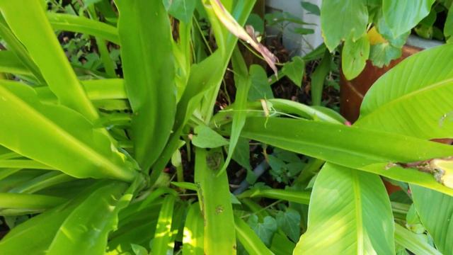 Tropical Garden Makeover & Pond Plant Haul смотреть онлайн