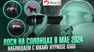 Лоси на солонцах в мае 2024 года! Наблюдаем через тепловизор RikaNV Hypnose 650D!