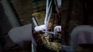 Поросята породы см-1 с хорошыми пропорции тела!