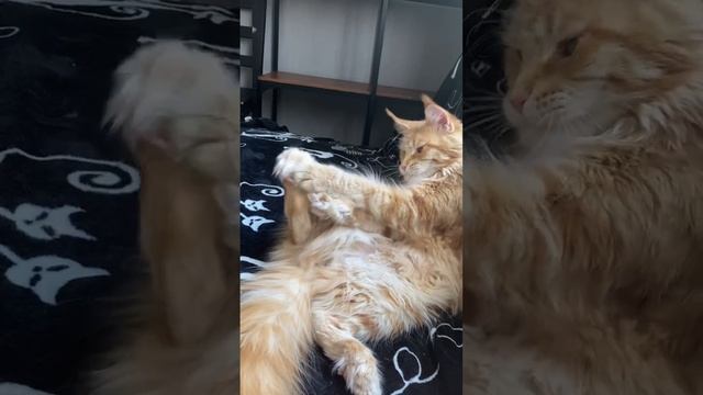 Туфаня играет лапкой ? Туфа полидактильный МейнКун, как не поиграть лапкой если на ней 6 пальчиков смотреть онлайн