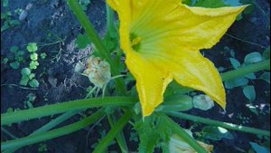 Кабачки опыление выращивание в открытом грунте рассадой