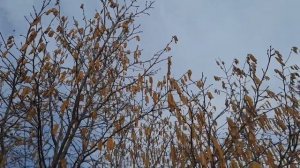 Ещё одно красивое видео с пчёлками на серёжках фундука