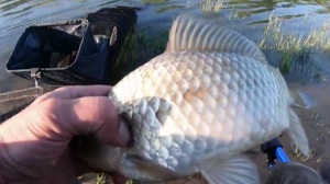 КАРАСИ,КАК КАБАНЫ! ЛОВИМ ВЕСЕННЕГО КАРАСЯ ФИДЕРОМ НА СИЛЬНОМ ТЕЧЕНИИ. ХОЛОДНЫЙ КАНАЛ. НОВОЧЕРКАССК.