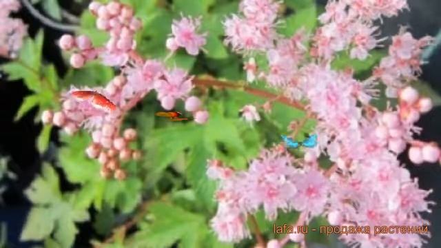 Лабазник дланевидный Нана (filipendula) ? лабазник Нана обзор: как сажать саженцы лабазника Нана смотреть онлайн