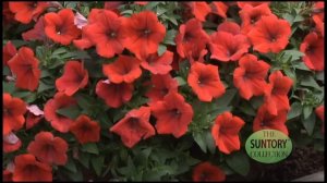 6- Consumers & Retailers - Chris Spanton - Surfinia Deep Red Petunia .mov