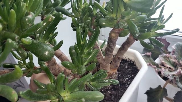 Комнатные цветы. смотреть онлайн