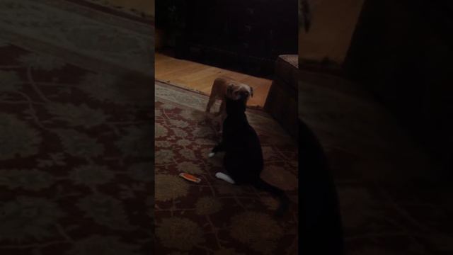 Brussels Griffon and cat love/hate.