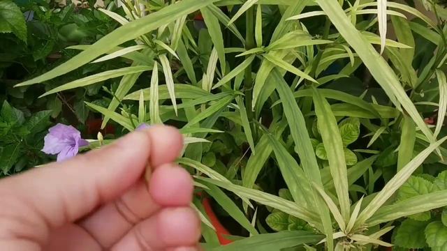 Mexican petunia 👉 Summer evergreen flowering plants смотреть онлайн