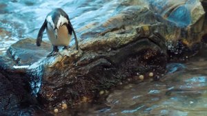 Звук пингвинов/ Какие звуки издают пингвины /The sound of penguins