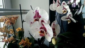 Домашнее цветение королевской орхидеи Пикассо.