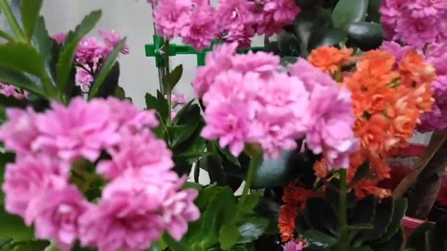 Каланхоэ - домашний "женьшень": уход и содержание смотреть онлайн