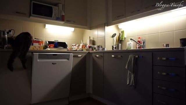 Что делает кот пока хозяев нет дома?!; What is the cat doing while owners aren't at home?! смотреть онлайн