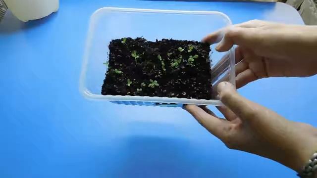 РАССАДА ХРИЗАНТЕМЫ МНОГОЛЕТНЕЙ ! КАК ВЫРАСТИТЬ В ДОМАШНИХ УСЛОВИЯХ !