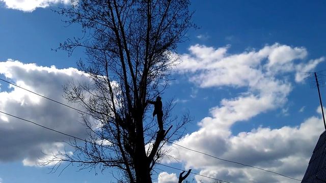 Рубка дерева на даче смотреть онлайн