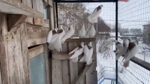 ижевские гривуны