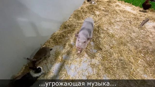 Академия Артемия 11 выпуск | В Контактном зоопарке смотреть онлайн