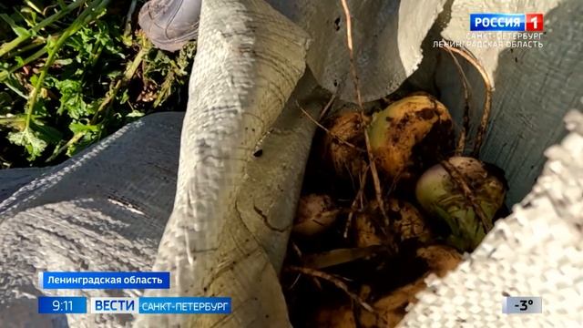 В Ленинградской области возрождают органическое земледелие смотреть онлайн