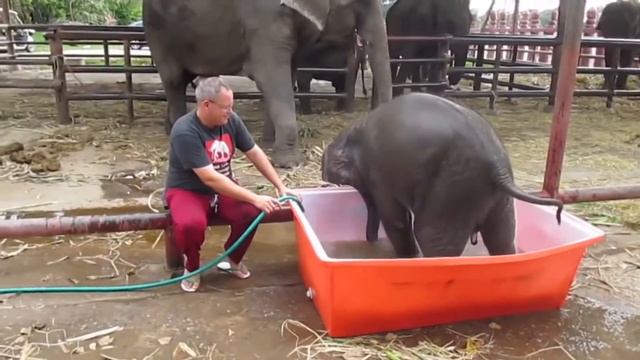 Самые прикольные слонята на свете