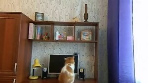 КОШКИ ОДНИ ДОМА-ЧТО ДЕЛАЮТ КОШКИ, КОГДА ХОЗЯЕВ НЕТ ДОМА?