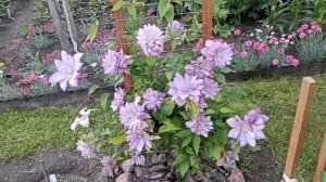 Божественный клематис . Протеус . Clematis Proteus .