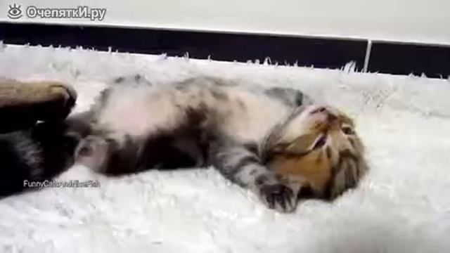 Милейшие котята во сне / Cats in the Dream смотреть онлайн