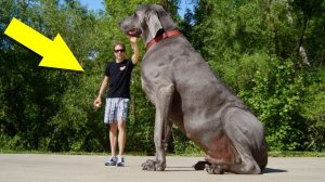 Самые Огромные Породы СОБАК