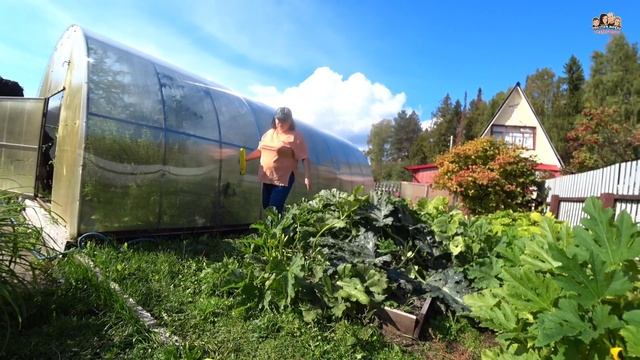ВЛОГ! До сих пор урожай собираем?Помидоры, перцы и кабачки продолжают расти?Приехали с Аллой на дач