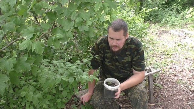 Выращивание кедровых сосен из семян смотреть онлайн