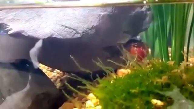 red claw crab 10 gal tank смотреть онлайн