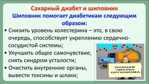 Шиповник при сахарном диабете
