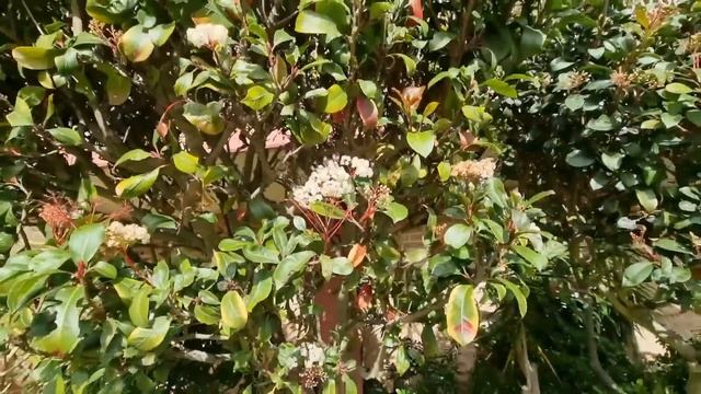 Такую КуРяТиНу я вижу впервые ! Что цветёт зимой в Австралии ? Квартира за $850.000 с видом на зали смотреть онлайн