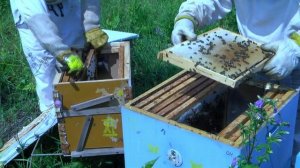 Пересадка в улей пятого роя. Пчеловодство.