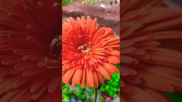 ❤My Gerbera collections❤