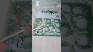 Каким белком можно кормить  муравьев жнецов