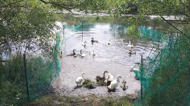 как и когда гуси начинают плавать, купаться и нырять, как дельфины смотреть онлайн