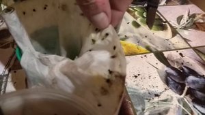 Эводия - медовое дерево. Результаты проращивания за месяц.