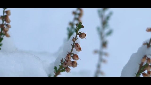 зима и адажио Баха (BWV1001)