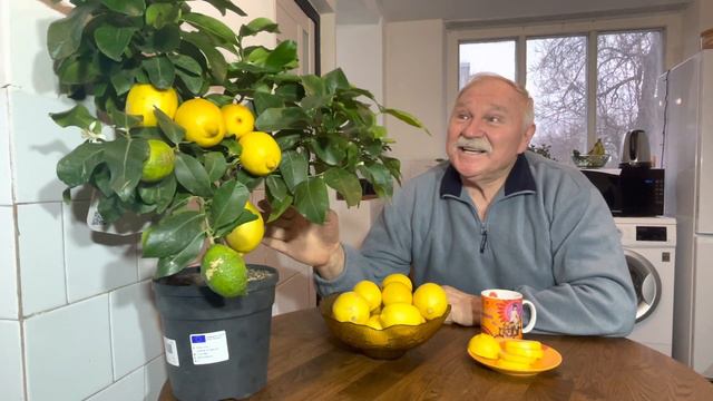Відгук про саджанці лимонного дерева смотреть онлайн