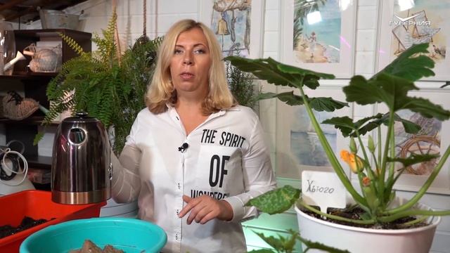 Урожай на подоконнике: хороший грунт и розмарин. Дачные сезоны