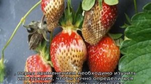 Фитоверм для клубники