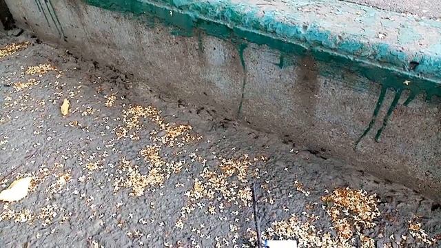 Формика цинерия смотреть онлайн