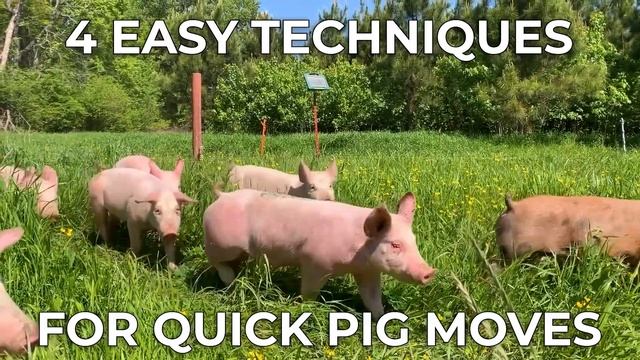 Moving Pigs The EASY Way смотреть онлайн