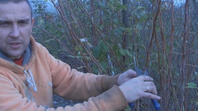 Обрезка малины осенью смотреть онлайн