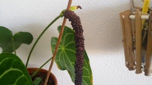 Забытая красавица ликаста, цветение фаленопсисов.