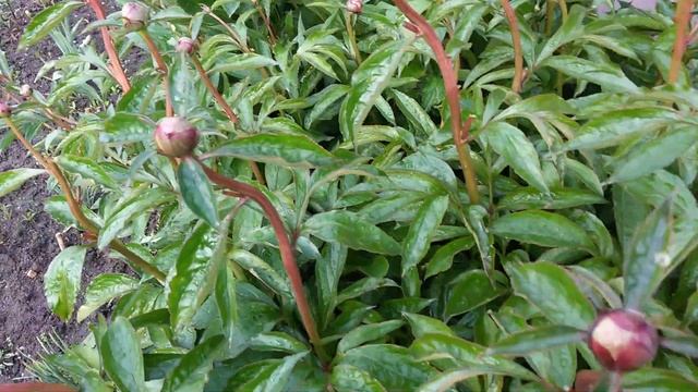 ПИОНЫ. Подкормка Пионов. Пасынкование пионов. смотреть онлайн